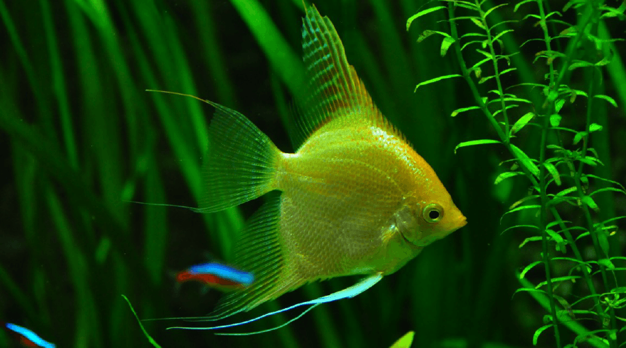 Complete Freshwater Angelfish Set Up And Care Guide