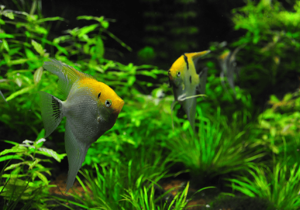 angelfish tank decoration