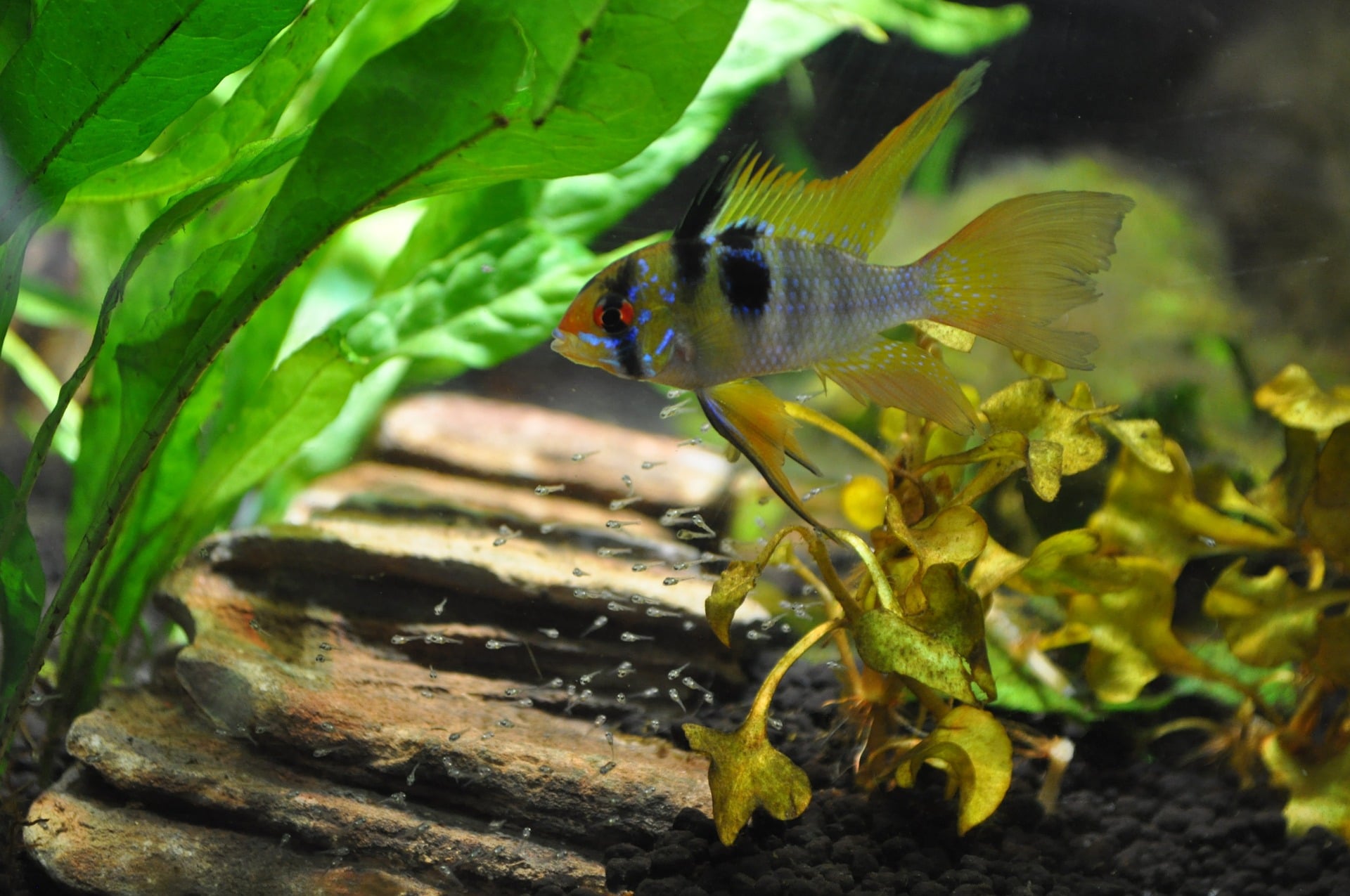 BLUE RAM CICHLID