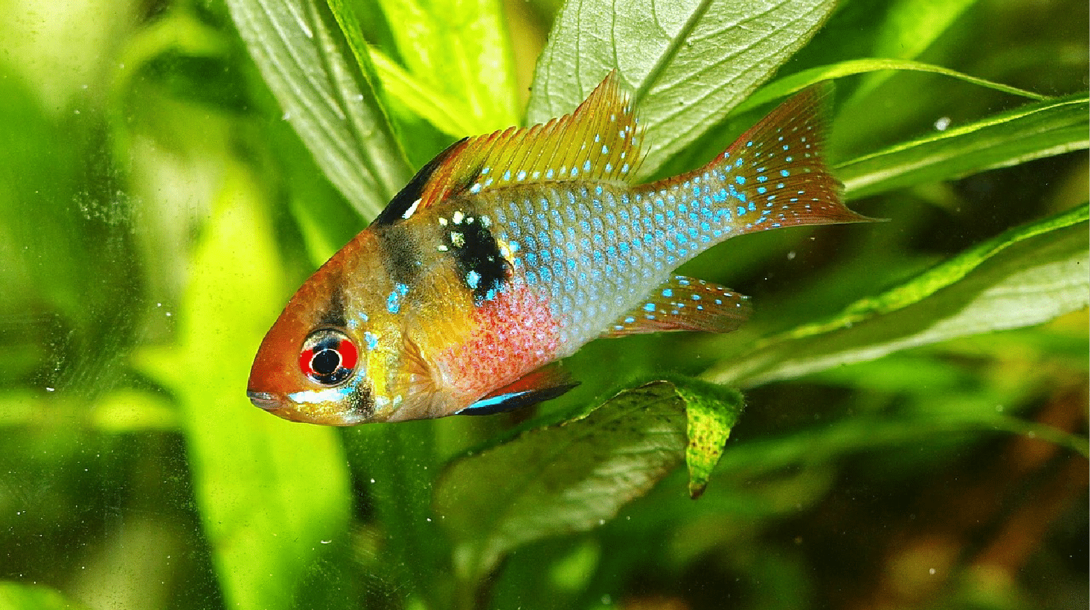 blue ram cichlid