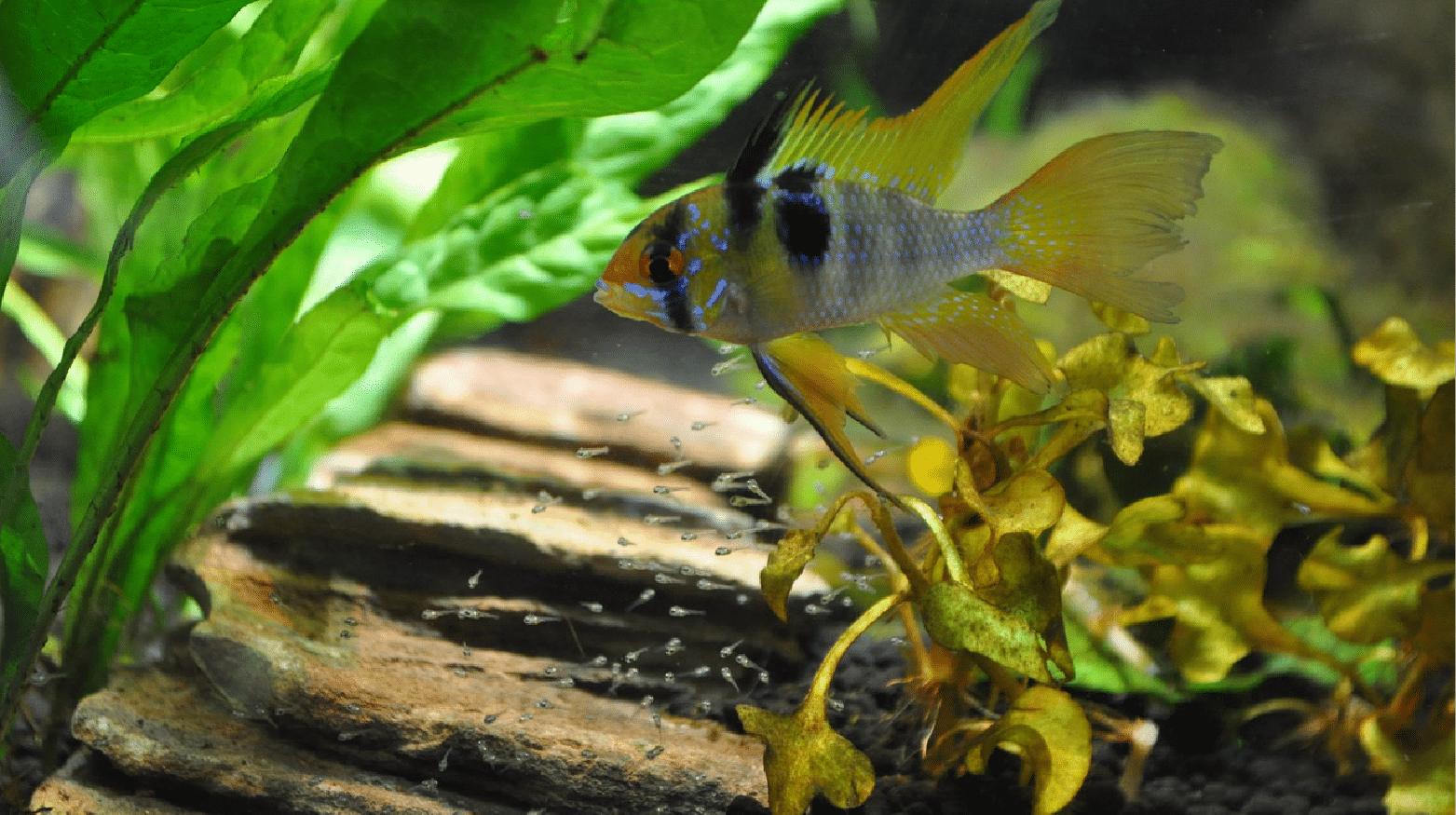 blue ram cichlid