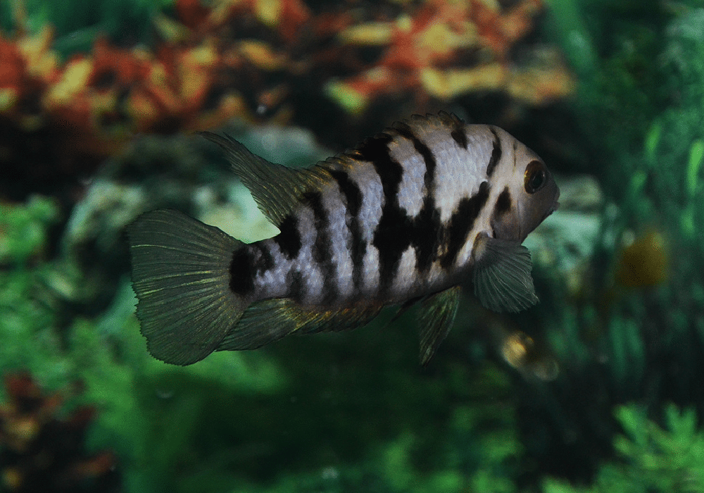 convict cichlid