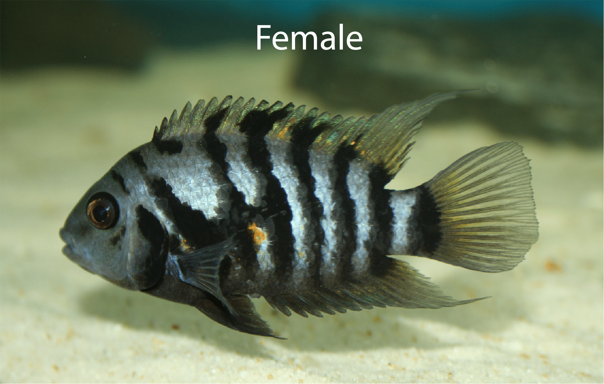 female convict cichlid