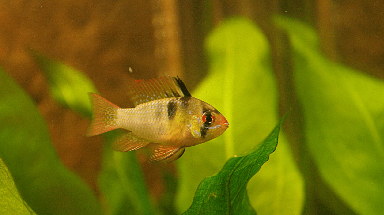 blue ram breeding