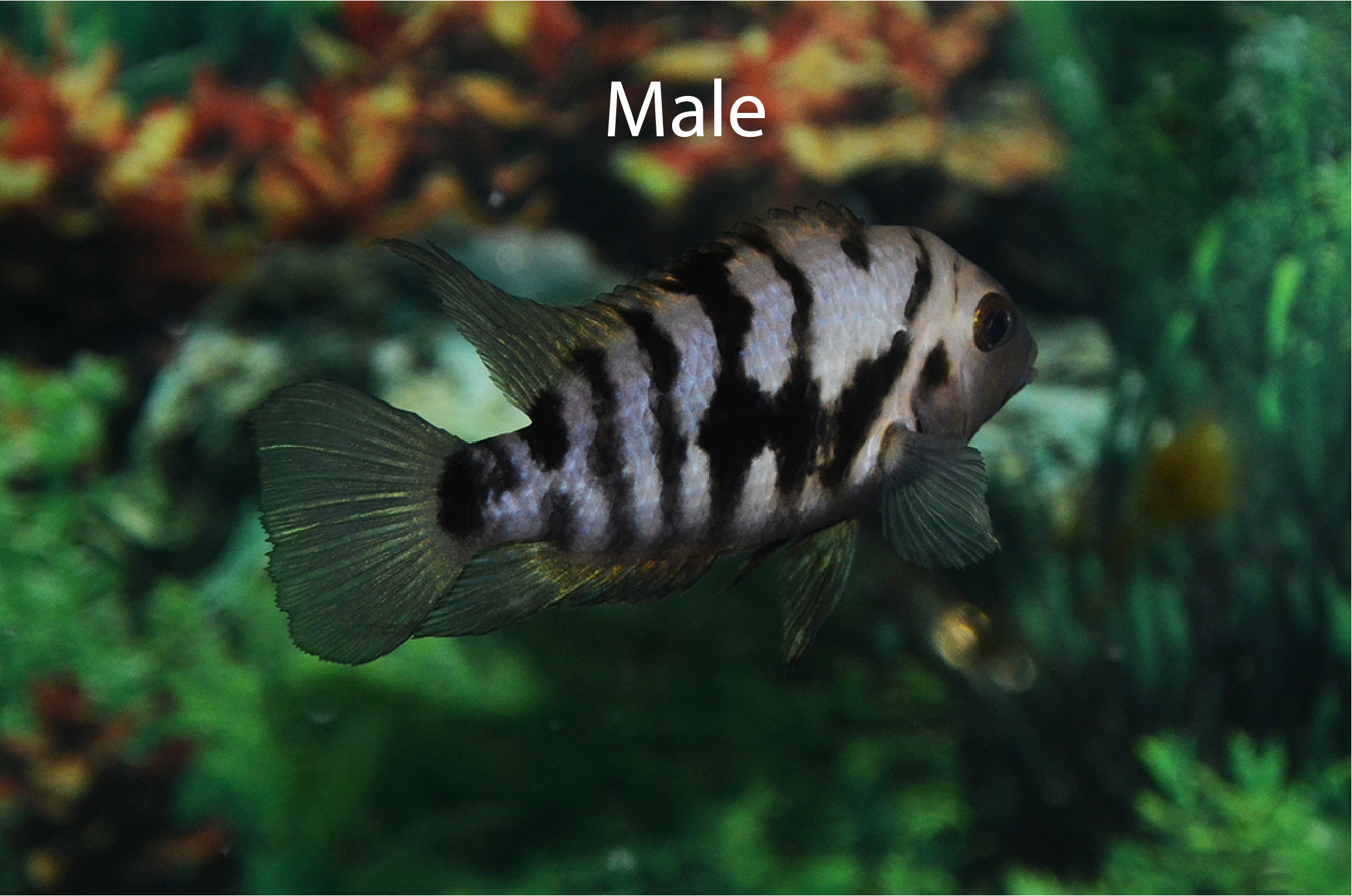 male convict cichlid