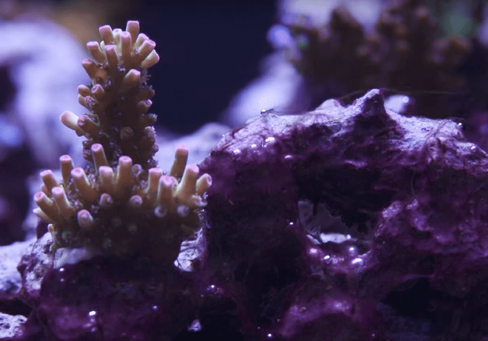 red slime algae