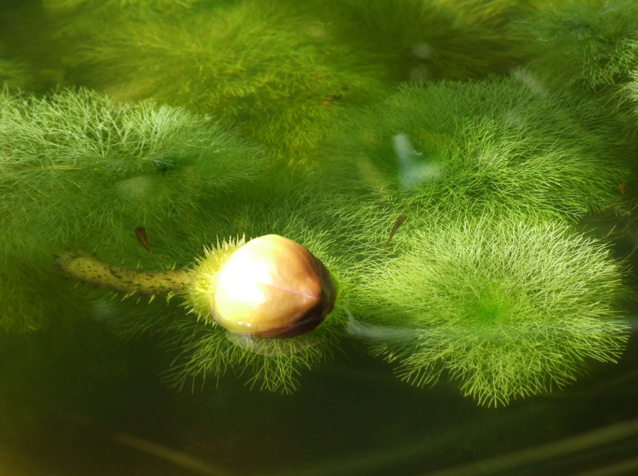 Limnophila