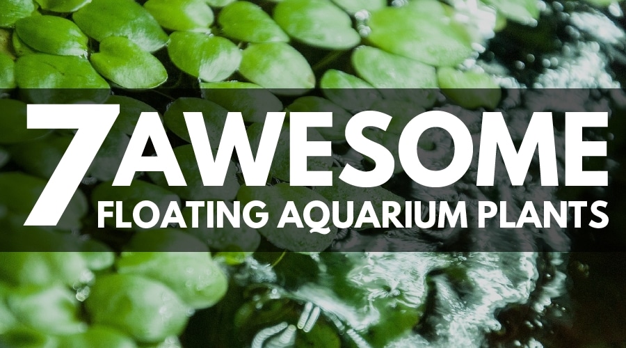 best floating aquarium plants