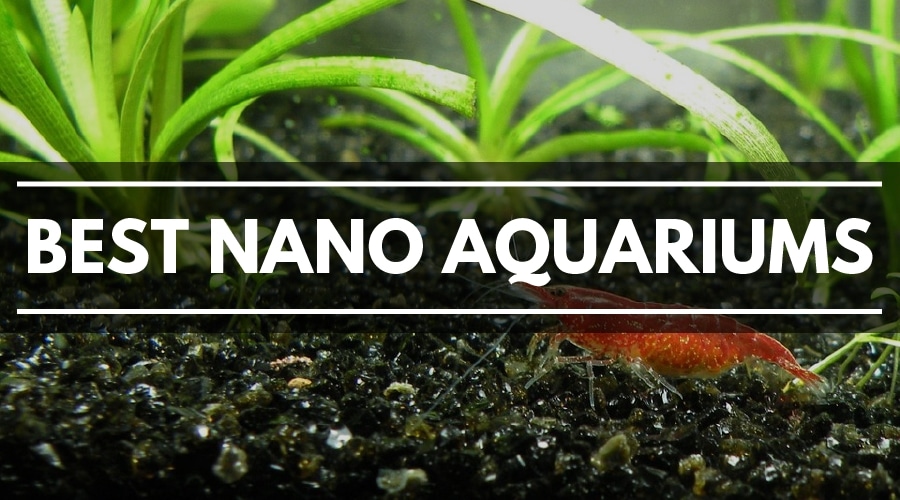 best nano aquariums