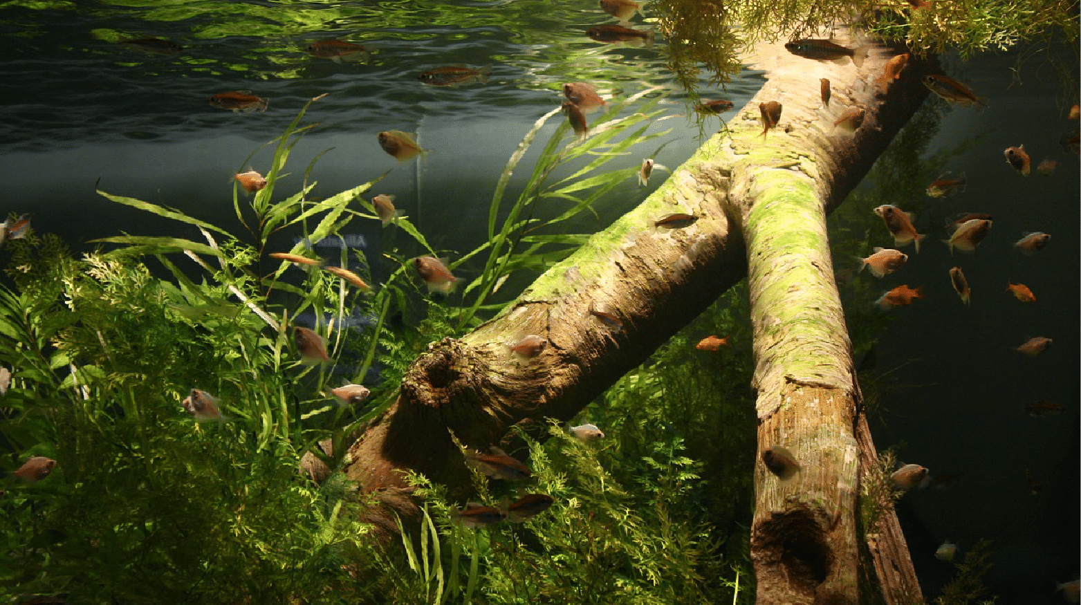 aquarium nitrogen cycle