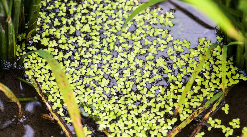 duckweed