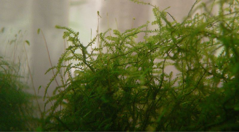 freshwater seaweed aquarium