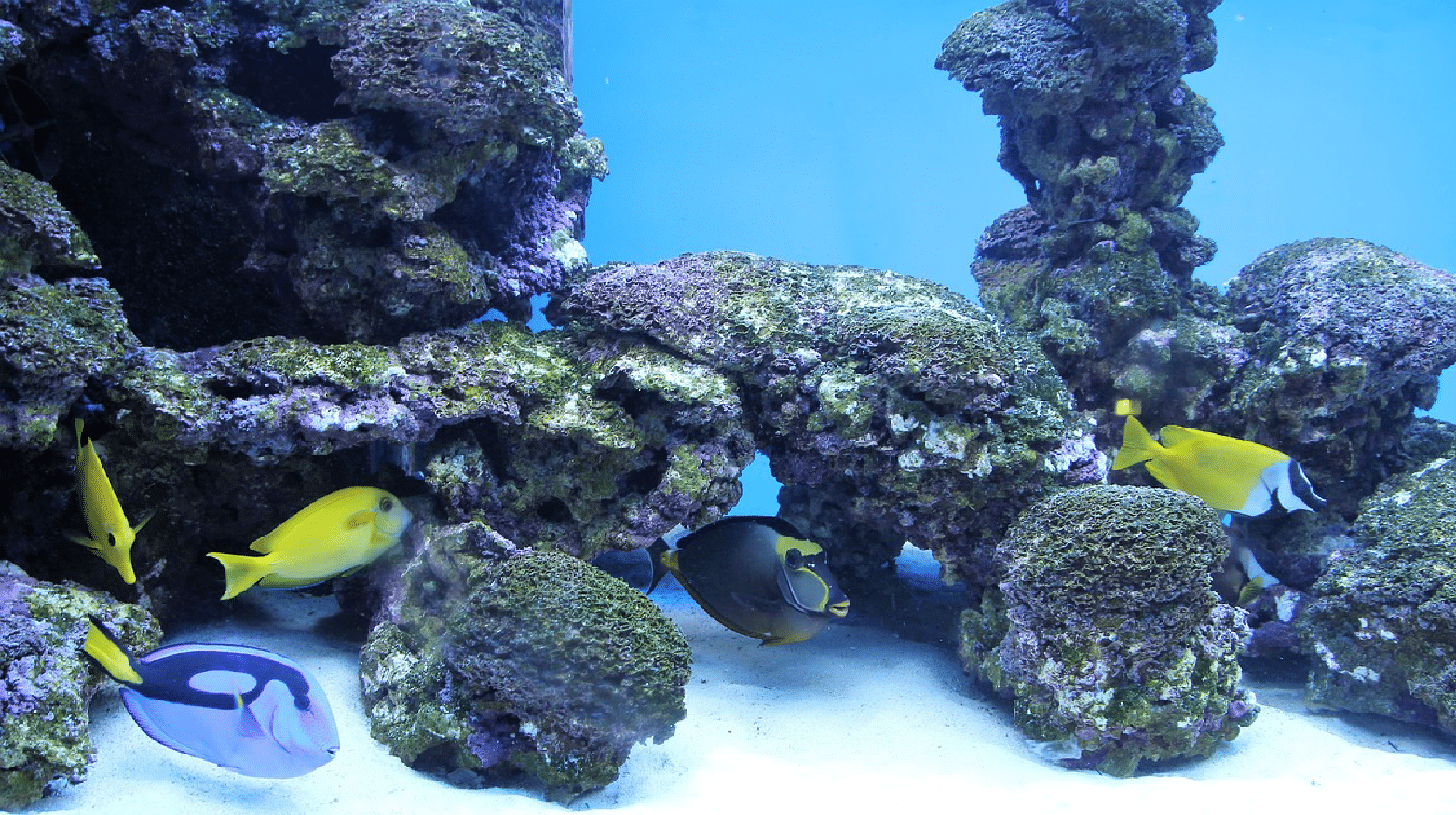 saltwater tank with powerheads