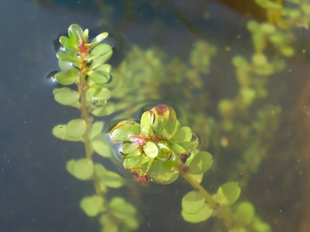 rotala indica