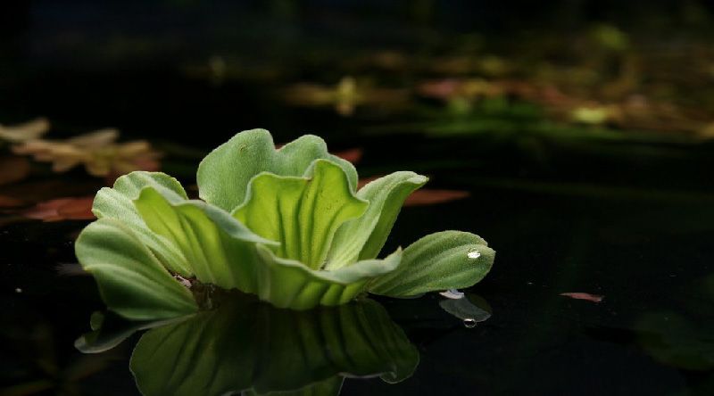 water lettuce