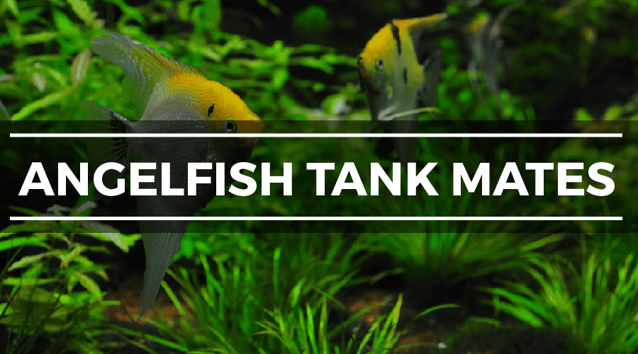 angelfish tank mates