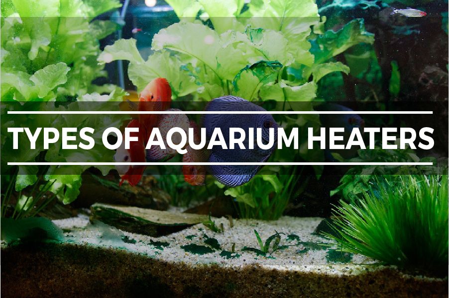best aquarium heaters of