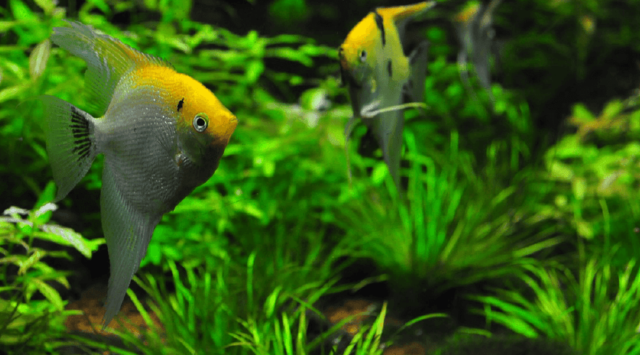 dwarf freshwater angelfish