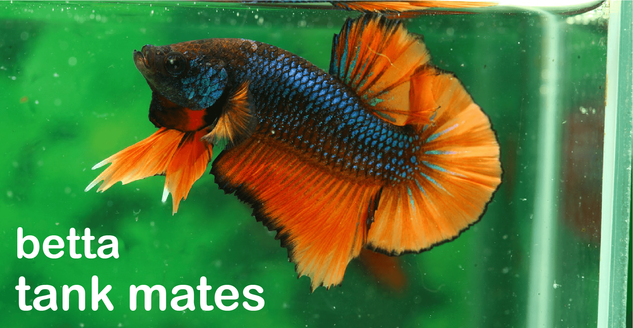 11 Compatible Betta Fish Tank Mates (Complete List)