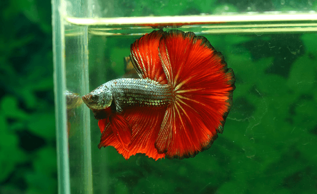 fish compatible with male betta