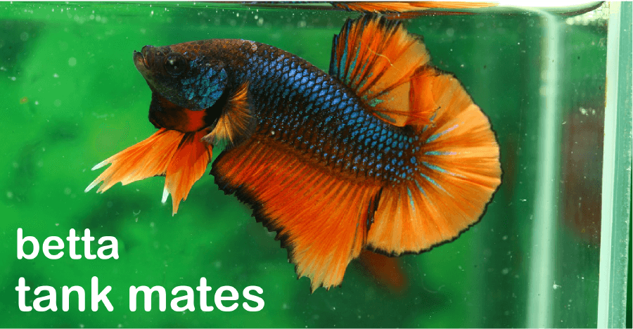 fish compatible with male betta