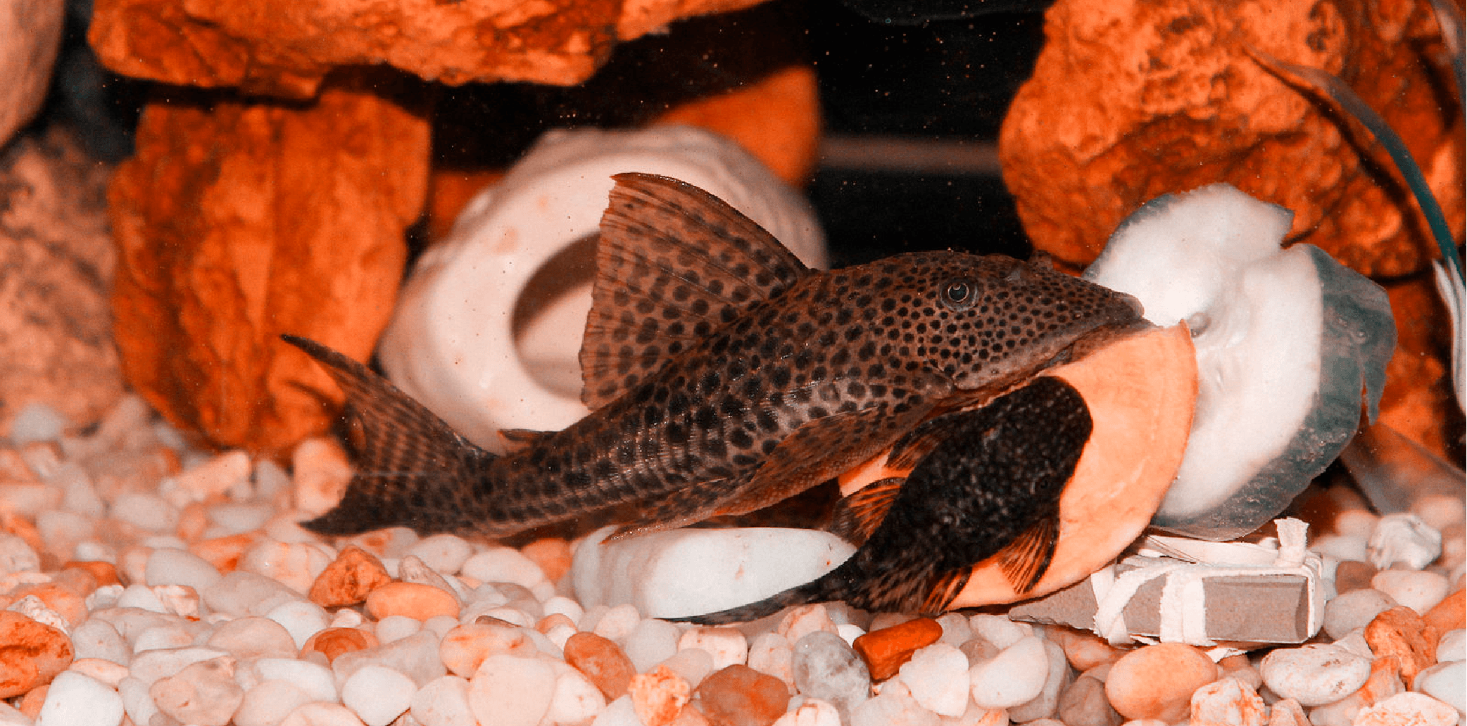 bristlenose pleco