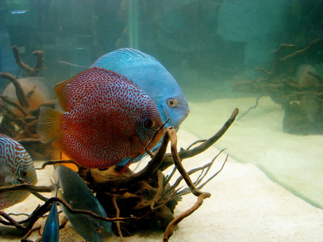 cloudy aquarium water with discus