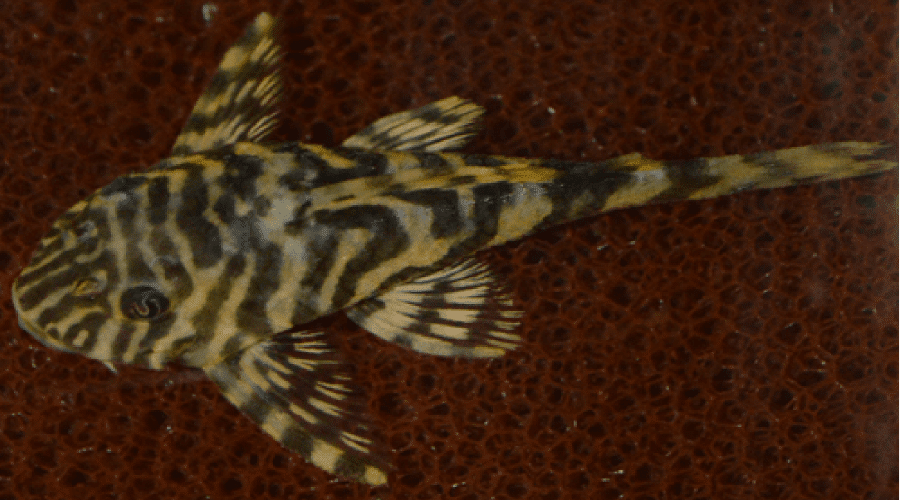 clown pleco