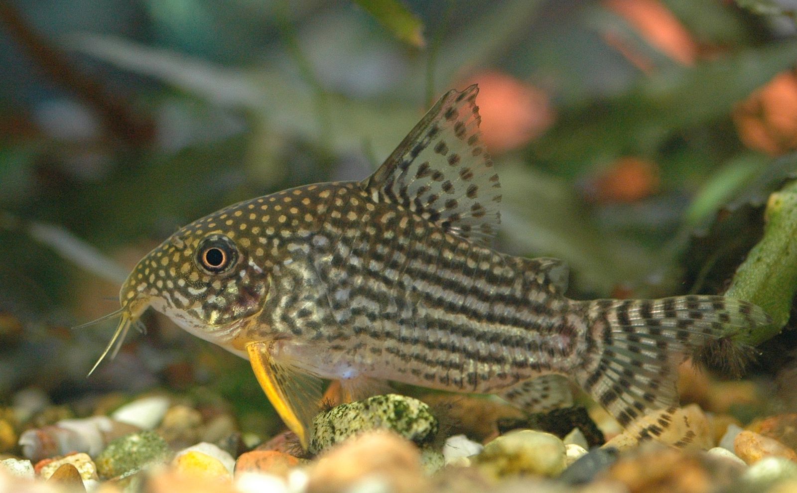 fish that clean tank with betta