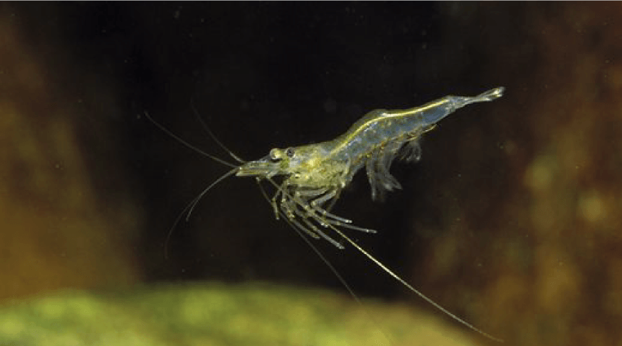 ghost shrimp