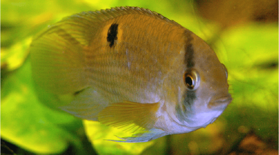 keyhole cichlid