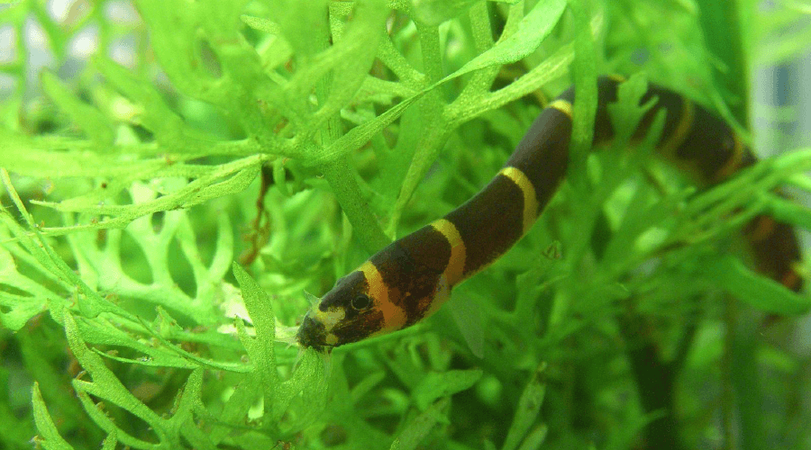 kuhli loach