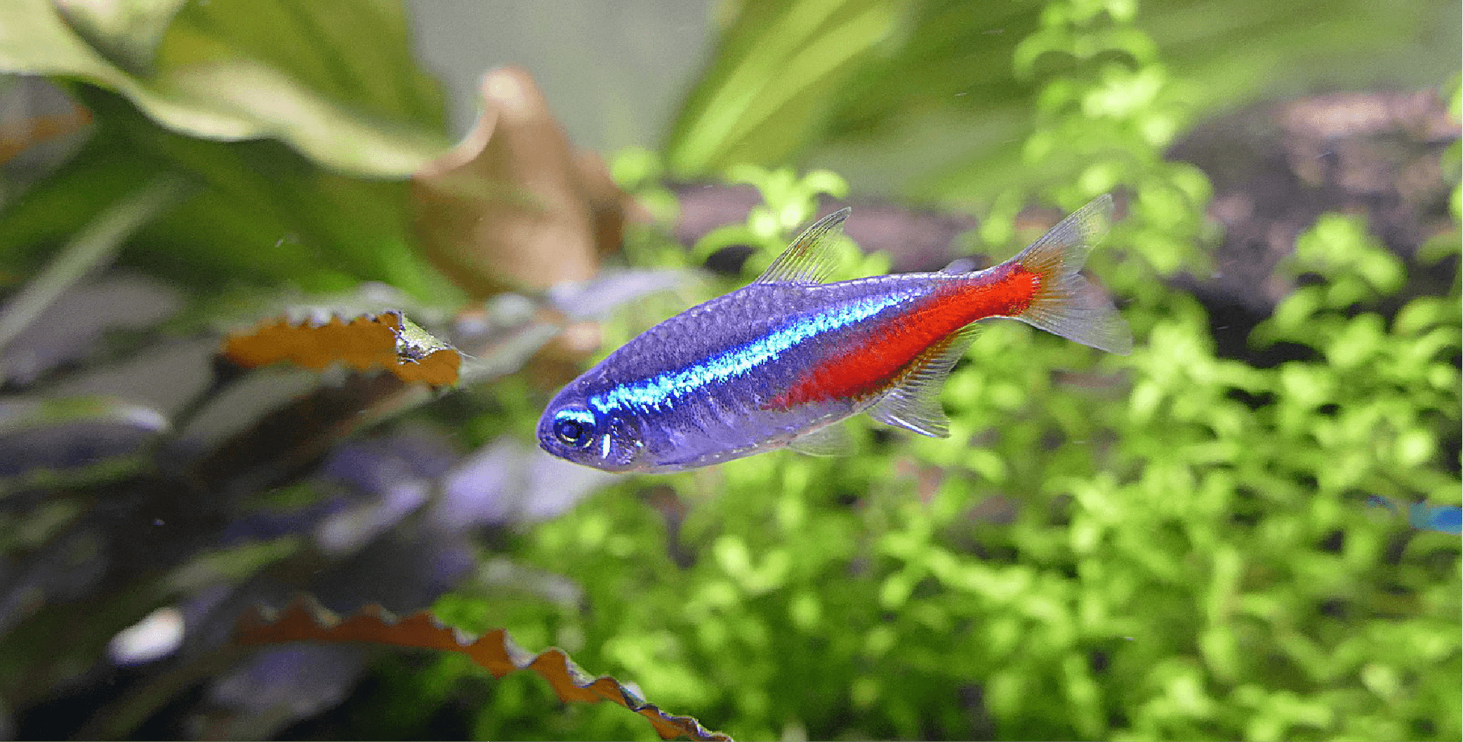 11 Compatible Betta Fish Tank Mates List)