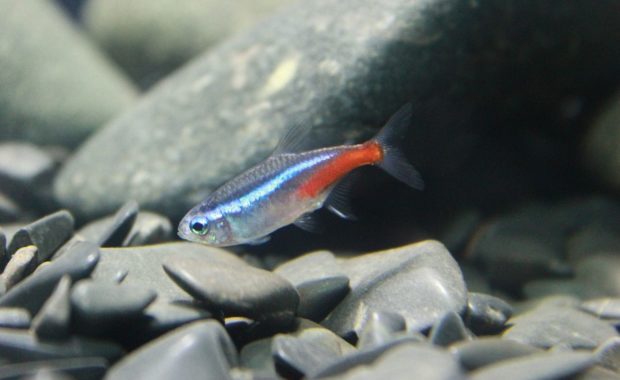 neon tetra