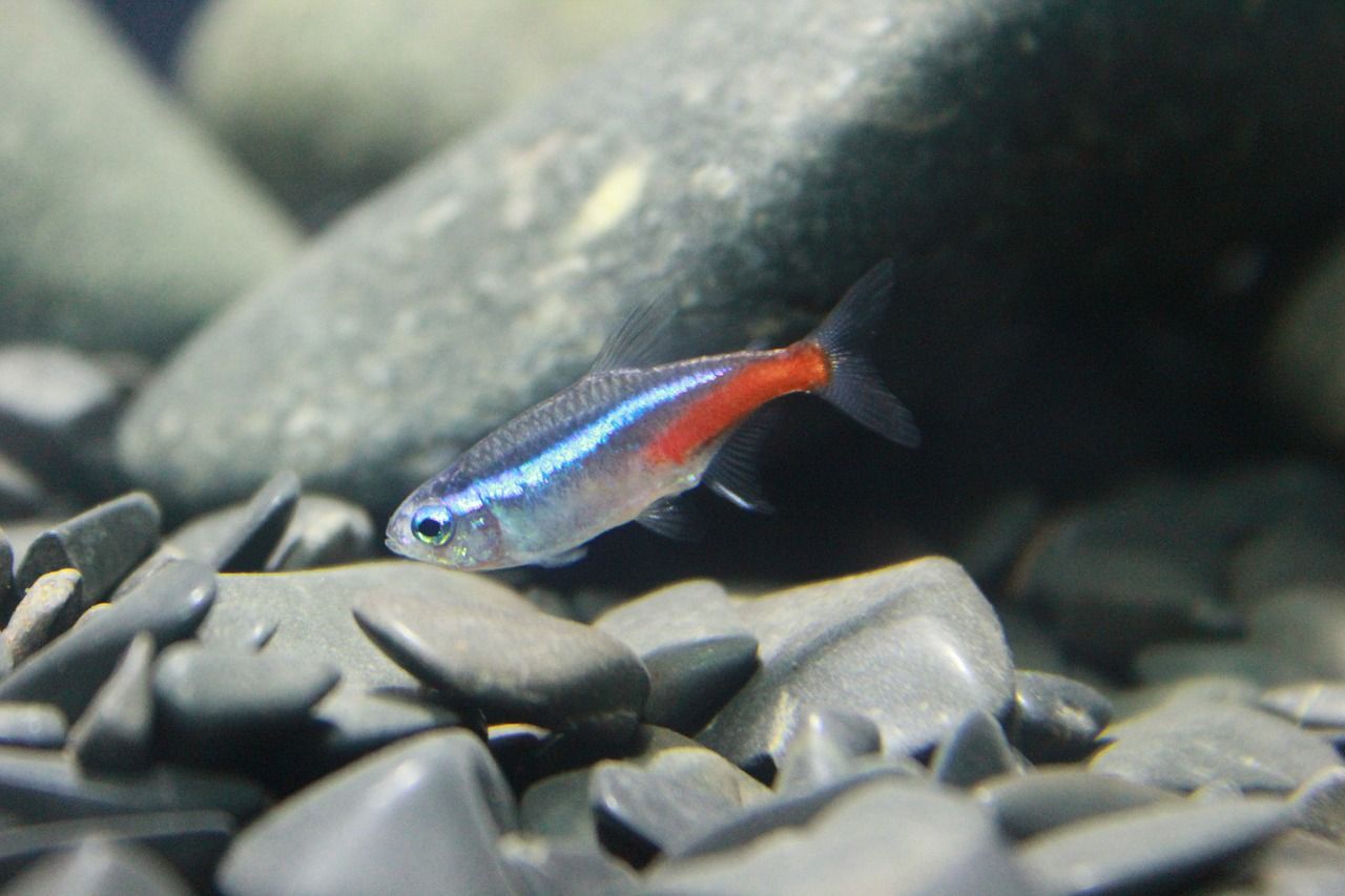 neon tetra