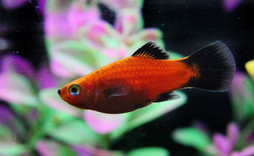 platy fish