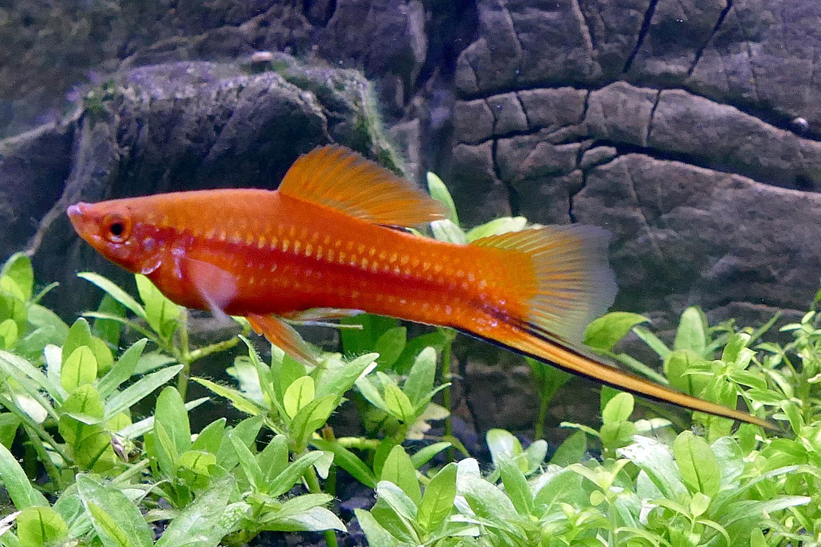 swordtail fish