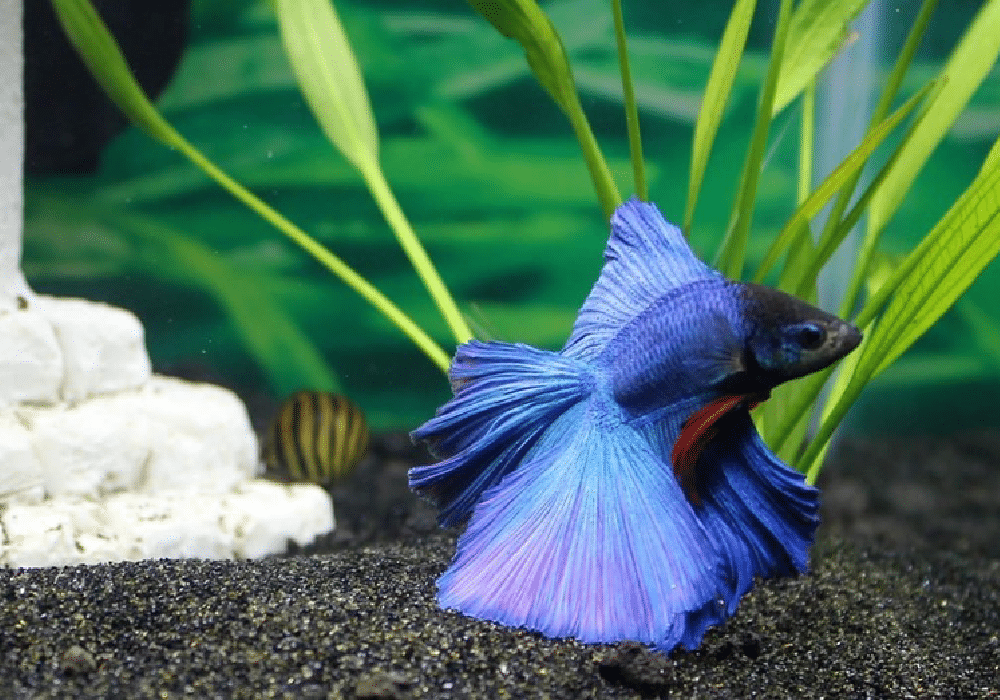 Best Betta Fish Tanks 5 Amazing Set Ups For Your Betta Fish