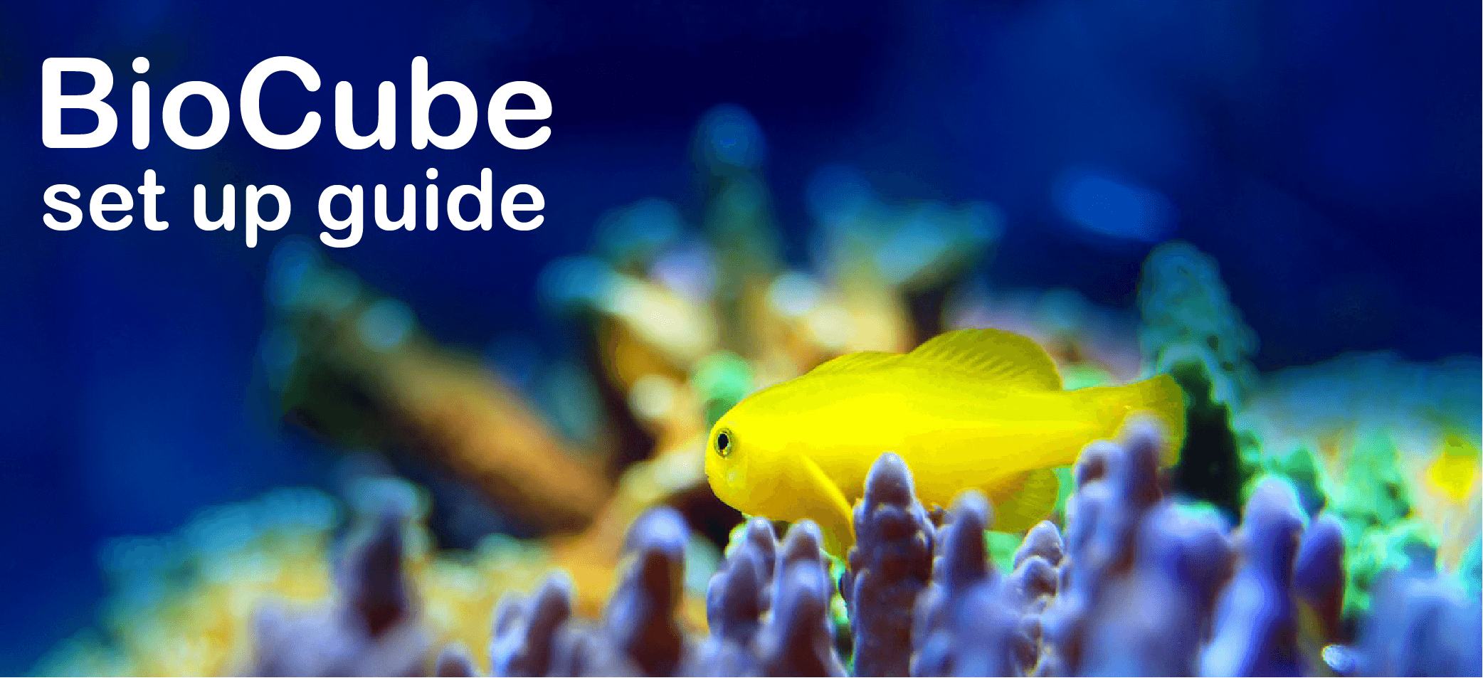 biocube set up guide