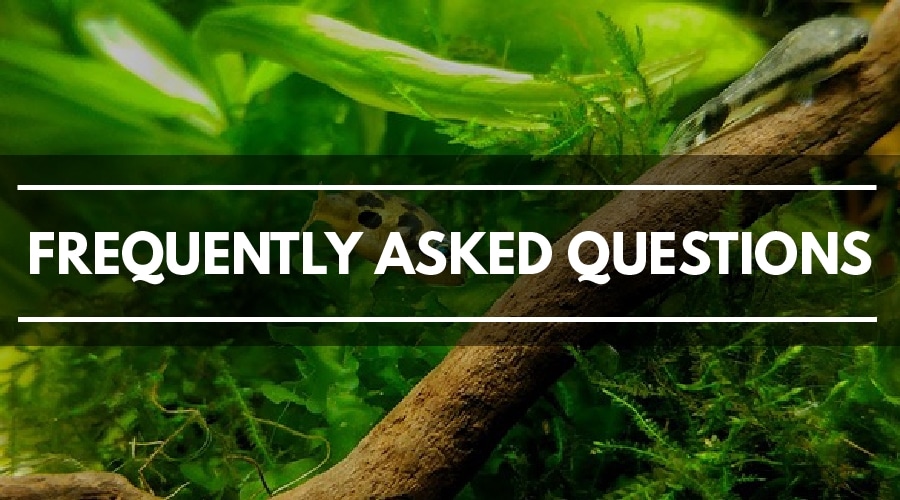 View of Best Planted Aquarium Substrate: Comprehensive Review Guide