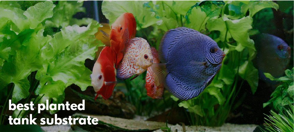 10 Best Planted Aquarium Substrate Choices Expert S Review,When Are Strawberries In Season In Ohio