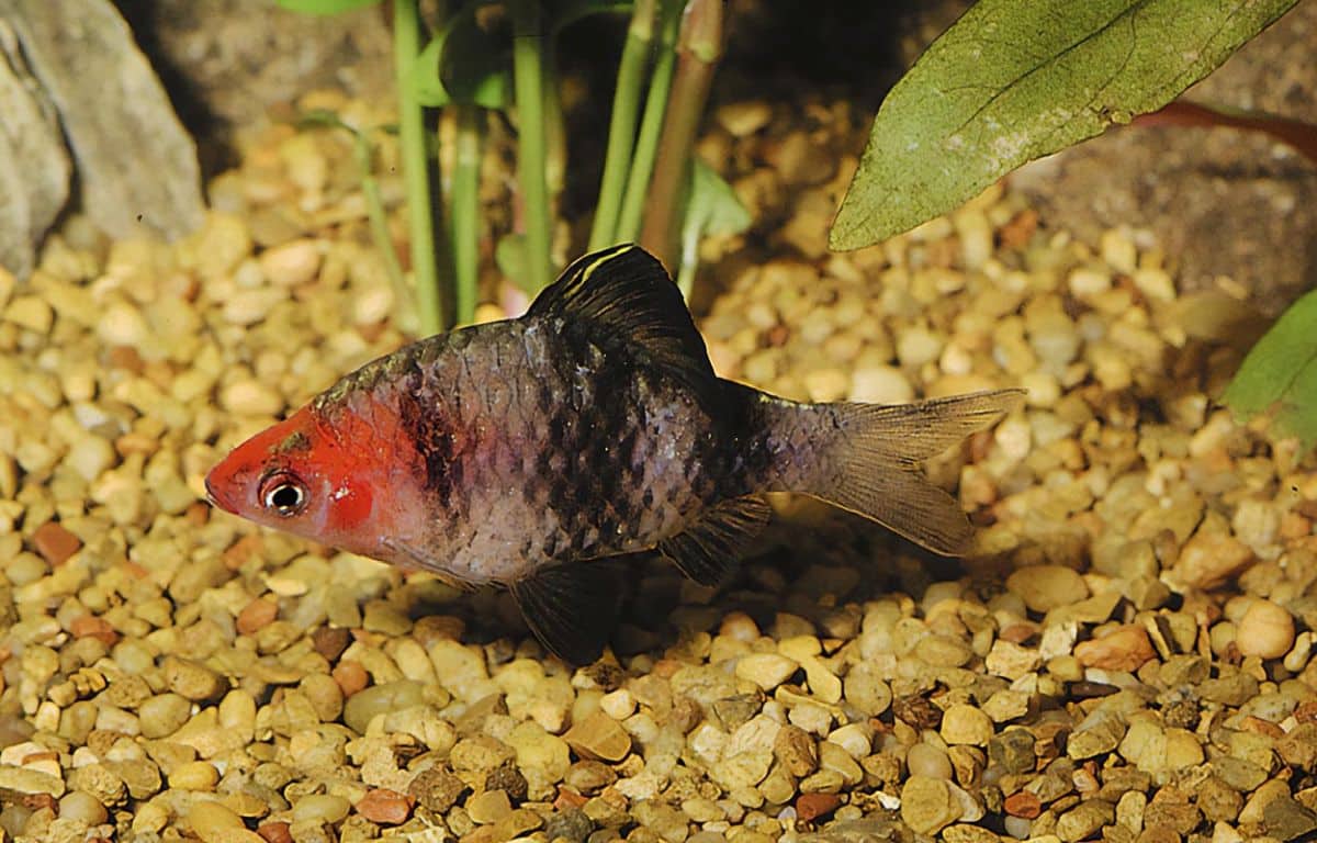 Black Ruby Barb (Pethia nigrofasciata)