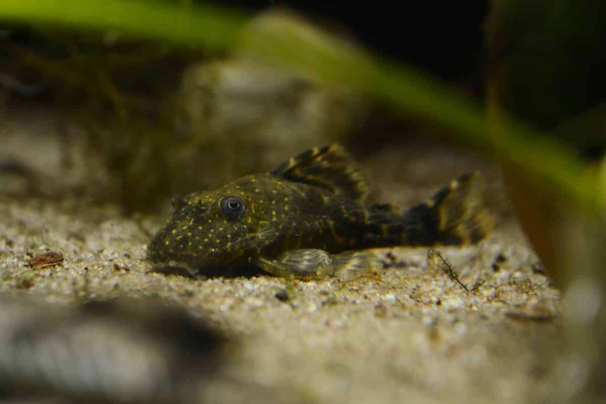 Clown Pleco (Panaque maccus)