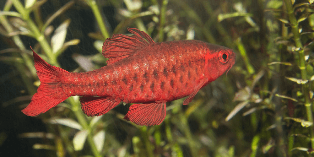 cherry barb