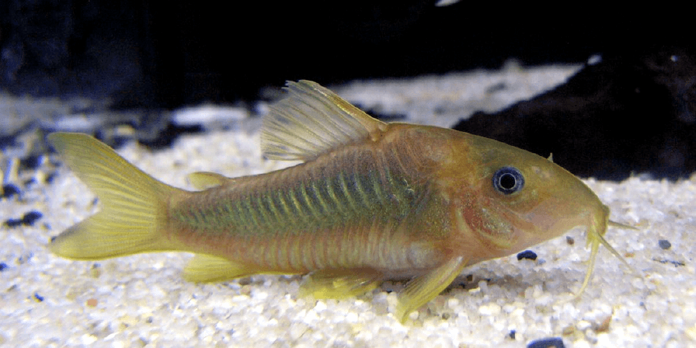 corydora catfish