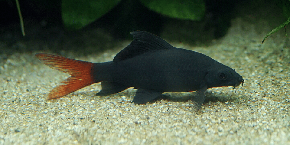 red tailed shark