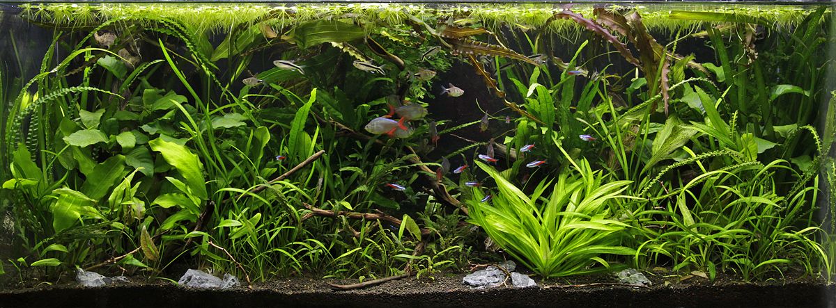 planted aquarium