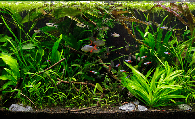 awesome freshwater aquarium