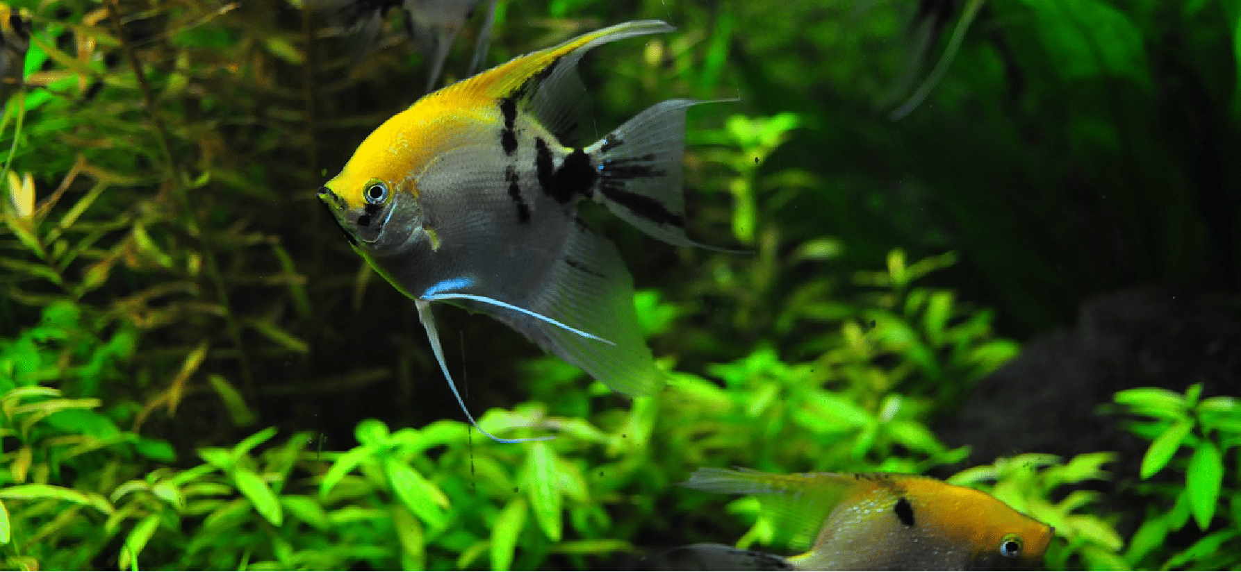 best fish for planted aquarium