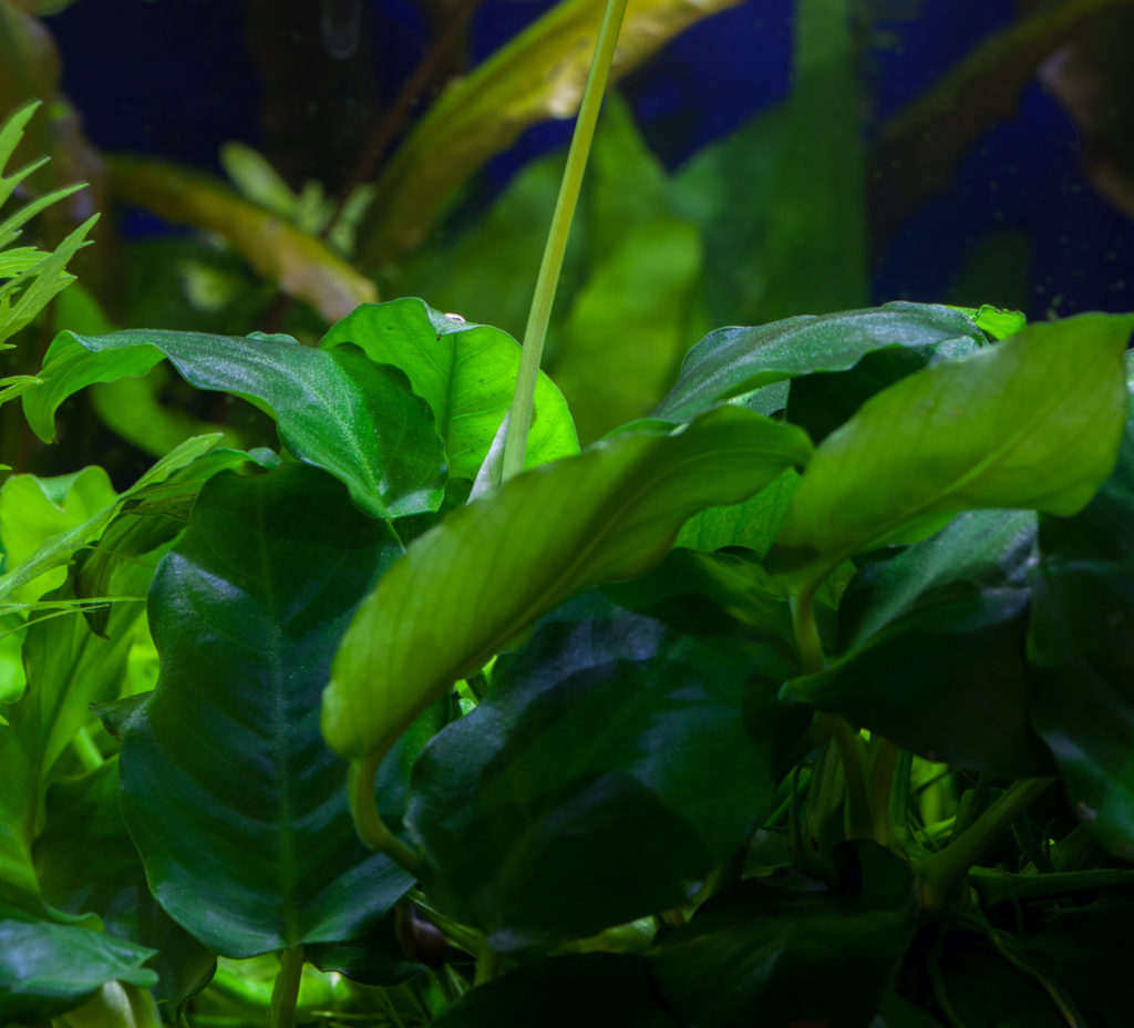 Anubias Barteri